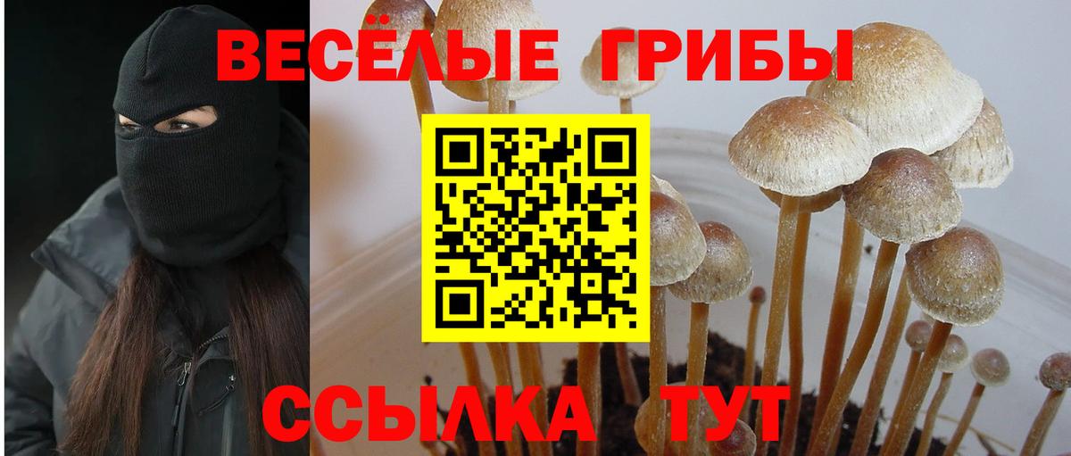 Кириши  Псилоцибиновые грибы мухоморы  Вход с VPN 